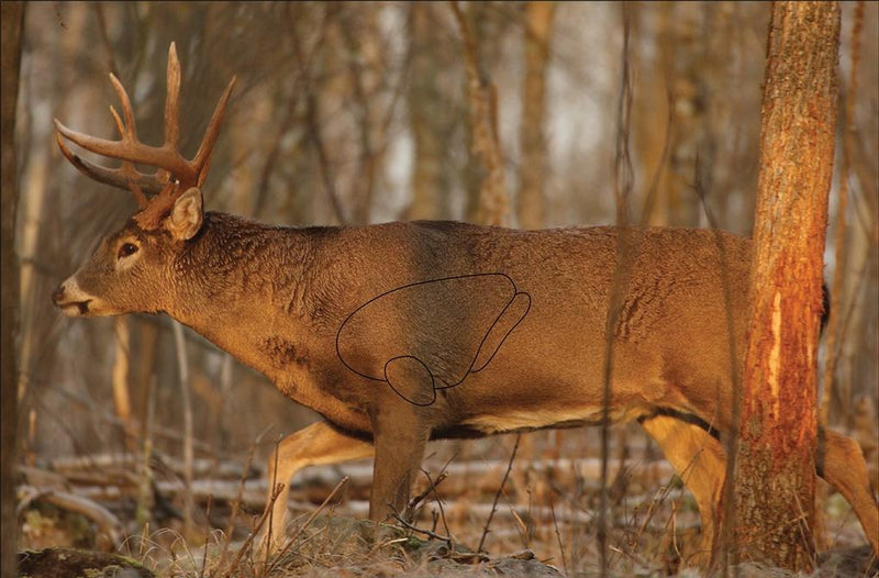 Birchwood Casey Eze-Scorer Targets Whitetail Deer Target 23